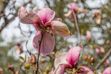 Close-up photograph of blooming pink flowers with white interiors against blurred outdoor...