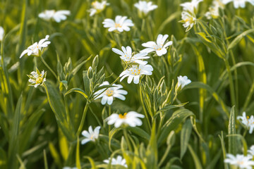 Close-up of vibrant meadow with white flowers, dappled shadows, lush greenery background, natural colors, diffused lighting, no text, people or man-made objects