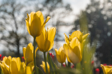 Obraz premium A vibrant garden scene featuring a circular cluster of yellow tulips in full bloom, surrounded by lush green foliage Overcast or diffused natural lighting creates soft shadows and highlights delicat