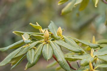 Close-up of a leafy plant, vibrant green leaves with serrations and glossy texture Unopened flower bud surrounded by protective layers, hints of color in petals Blurred background suggests outdoor