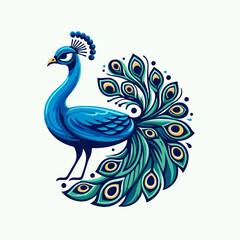 peacock feather isolated on white