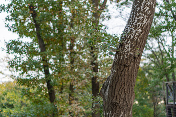 A captivating autumn scene featuring a bending maple tree with warm brown and orange foliage, standing at the edge of a forest or park The image is textured with small white spots on the tree trunk