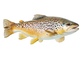 Brown trout fish