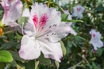 Close-up stock photo of a blooming magnolia flower with subtle pink hues, ideal for marketing or advertising campaigns showcasing freshness, beauty, or spring themes