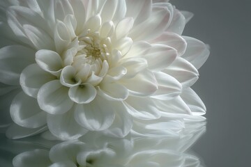 Obraz premium Close up delicate dahlia with blue background soft focus 