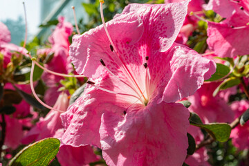 Close-up image of vibrant pink flowers in full bloom, emphasizing health and vitality, with a soft...
