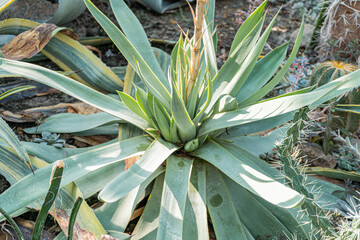 Obraz premium A vibrant, healthy cactus image showcasing green leaves in an outdoor setting, with dynamic sunlight effects and suitable for marketing materials focused on gardening, landscaping, outdoor decor, or