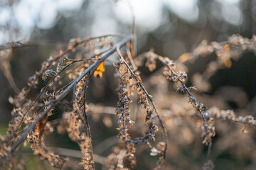 Close-up image of a seed head, showcasing texture and form Theme suggestions include growth, potential, nature, ecology, botany, gardening, organic products Earthy and natural feel, evoking resilie
