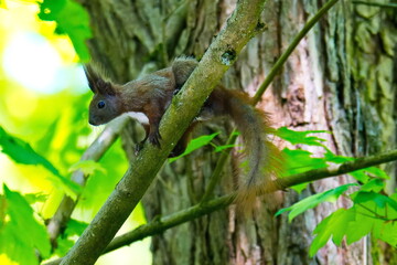 Eichhörnchen klettert auf einen Baum