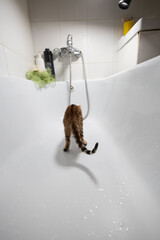 A small Bengal kitten explores a pristine white bathtub in a modern bathroom, curiously approaching...