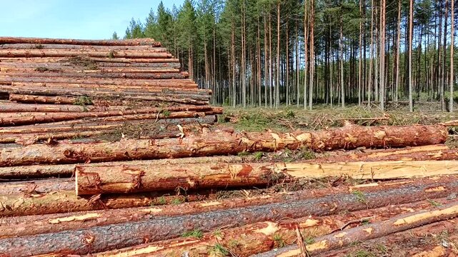 A stack of prepared coniferous timber