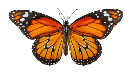 Fototapeta premium Striking orange butterfly with black and white spots detailed wings isolated on vivid color insect macro on transparent background art fauna