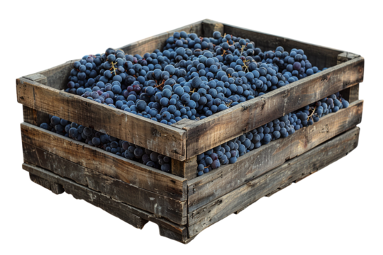 Ripe Dark Grapes on Wooden Crate Varient 5