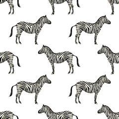 Hand drawn seamless zebra pattern on transparent background. © 7nov.studio