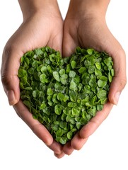 Two hands gently cradle a heart-shaped arrangement of vibrant green microgreens symbolizing nature's love and care.