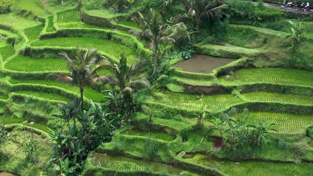Green Rice field on terraced, Beautiful rice terraces in the moring light near Tegallalang village, Ubud, Bali, Indonesia. Aerial view of Rice terraces, Lush green paddy rice field in Bali 