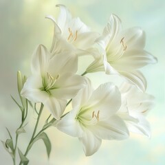 Fototapeta premium Elegant White Floral Composition: A Delicate Bouquet of Pure Flowers with Soft Lighting and Pastel Hues.