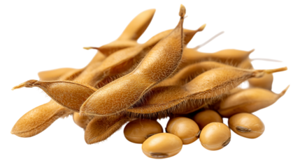 High quality image of soybeans pods and beans healthy food agriculture harvest organic brown golden color close up on transparent background