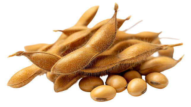 High quality image of soybeans pods and beans healthy food agriculture harvest organic brown golden color close up on transparent background