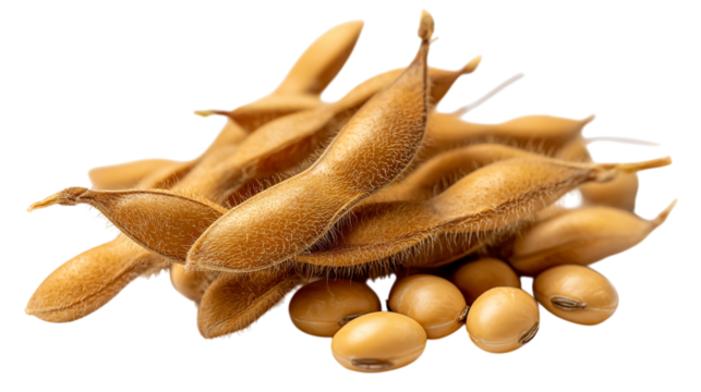 High quality image of soybeans pods and beans healthy food agriculture harvest organic brown golden color close up on transparent background