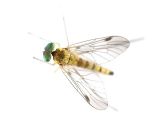 Small European fly with green eyes isolated on whita, top view