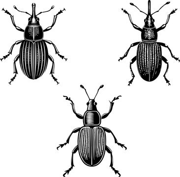 Jute Stem Weevil Silhouette Icon Vector | Insect Pest Clipart for Agriculture & Farming Design