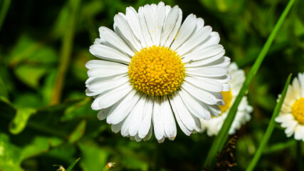Bellis perennis. The flower is in the center of the frame and is clearly in focus. It has white, oblong petals surrounding a bright yellow center. © Vlad