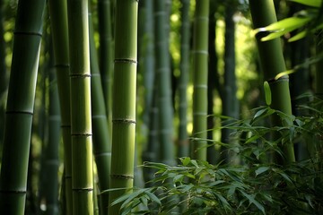 Closeup bamboo forest under gentle sunlight design  

