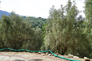 Olive trees in Aspromonte, Calabria, Italy