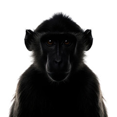 Fototapeta premium Silhouette of monkey, showcasing its distinct features and posture against transparent background, evokes sense of mystery