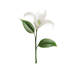 Single white lily with green leaves