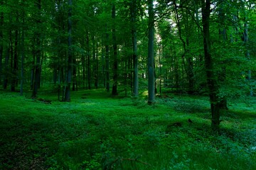 Obraz premium green forest in the morning or in the evening at spring