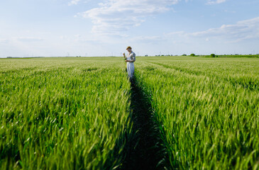 Fototapeta premium Adult male farmer standing in green wheat field examining crop.