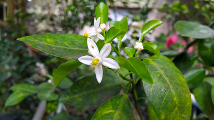 Close up white flowers in the garden
