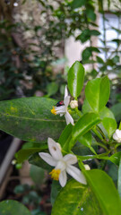 Obraz premium Close up off small flowers and green leaves 