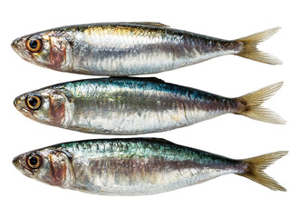 Naklejka premium Fresh raw sardines