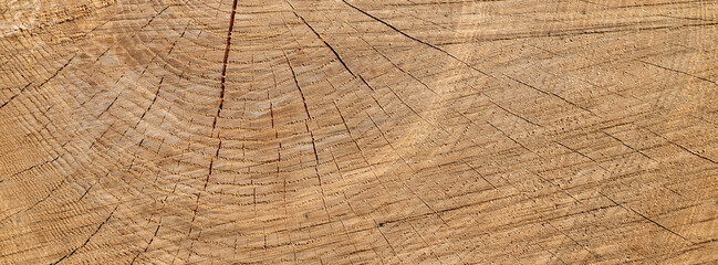 Banner сlose-Up of detailed tree ring texture on a wooden surface.