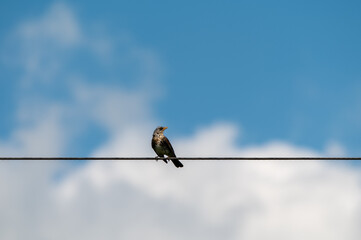 bird on a wire