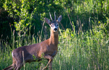 deer in the grass