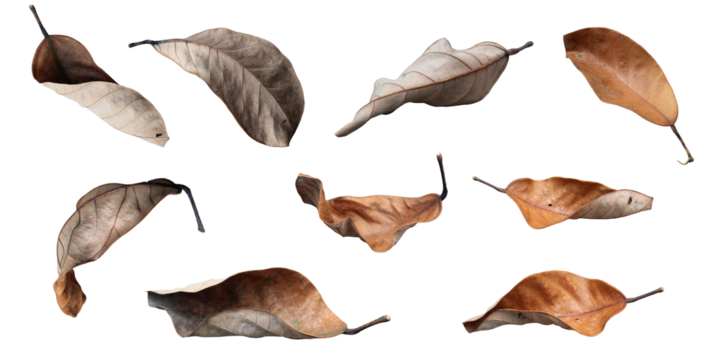 Brown dried leafs flying isolated on white