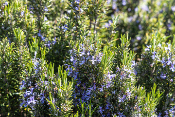 Horizontal photo of green lawn grass or meadow with blue Rosemary flowers