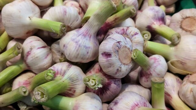 Large heads of ripe fresh garlic on the counter in the supermarket or at the farmers market
