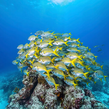 Vibrant School of Yellow-Stripe Scad Swimming in Clear Blue Ocean