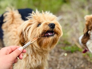 Puppy Chewing Stick During Hike in the Mountains.