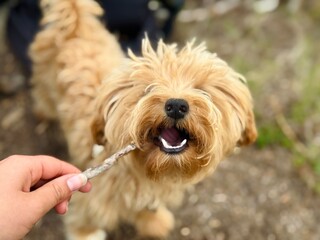 Puppy Chewing Stick During Hike in the Mountains.