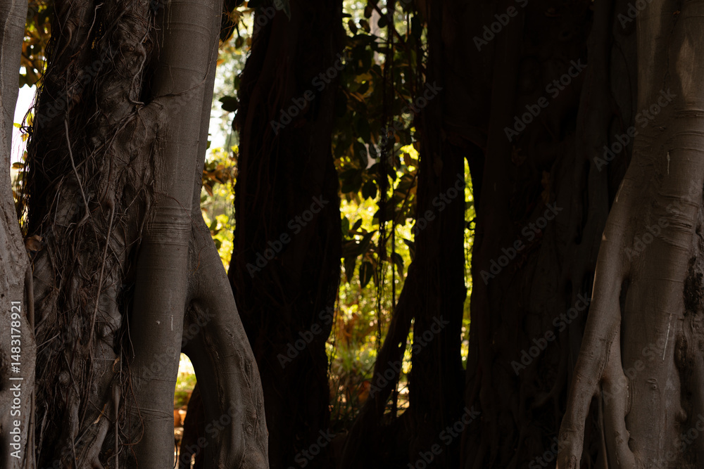 Poster close-up of textured banyan tree roots, sunlight filtering through leaves.