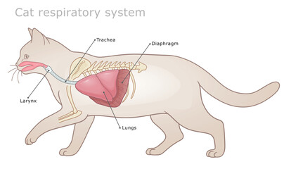 Vector labeled veterinarian diagram of cat`s respiratory system.