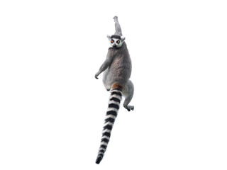 lemur isolated on white background