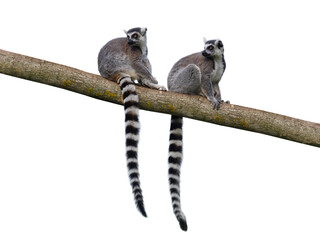 two lemurs sitting on a tree isolated on white background