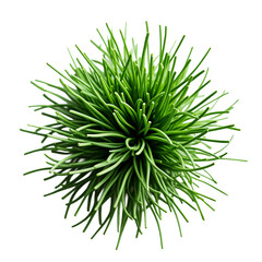 Fototapeta premium A close up of a green plant